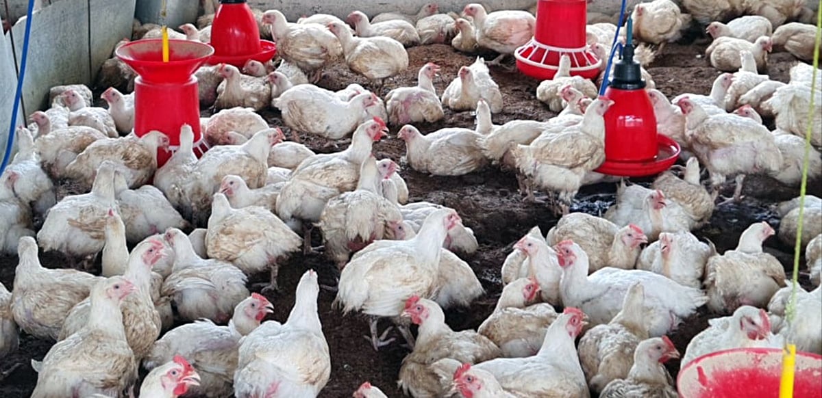 ಬಳ್ಳಾರಿ | ಫಾರಂನಿಂದ ಒಂದು ಕಿ.ಮೀ ವ್ಯಾಪ್ತಿಯ ಕೋಳಿಗಳ ವಧೆ 