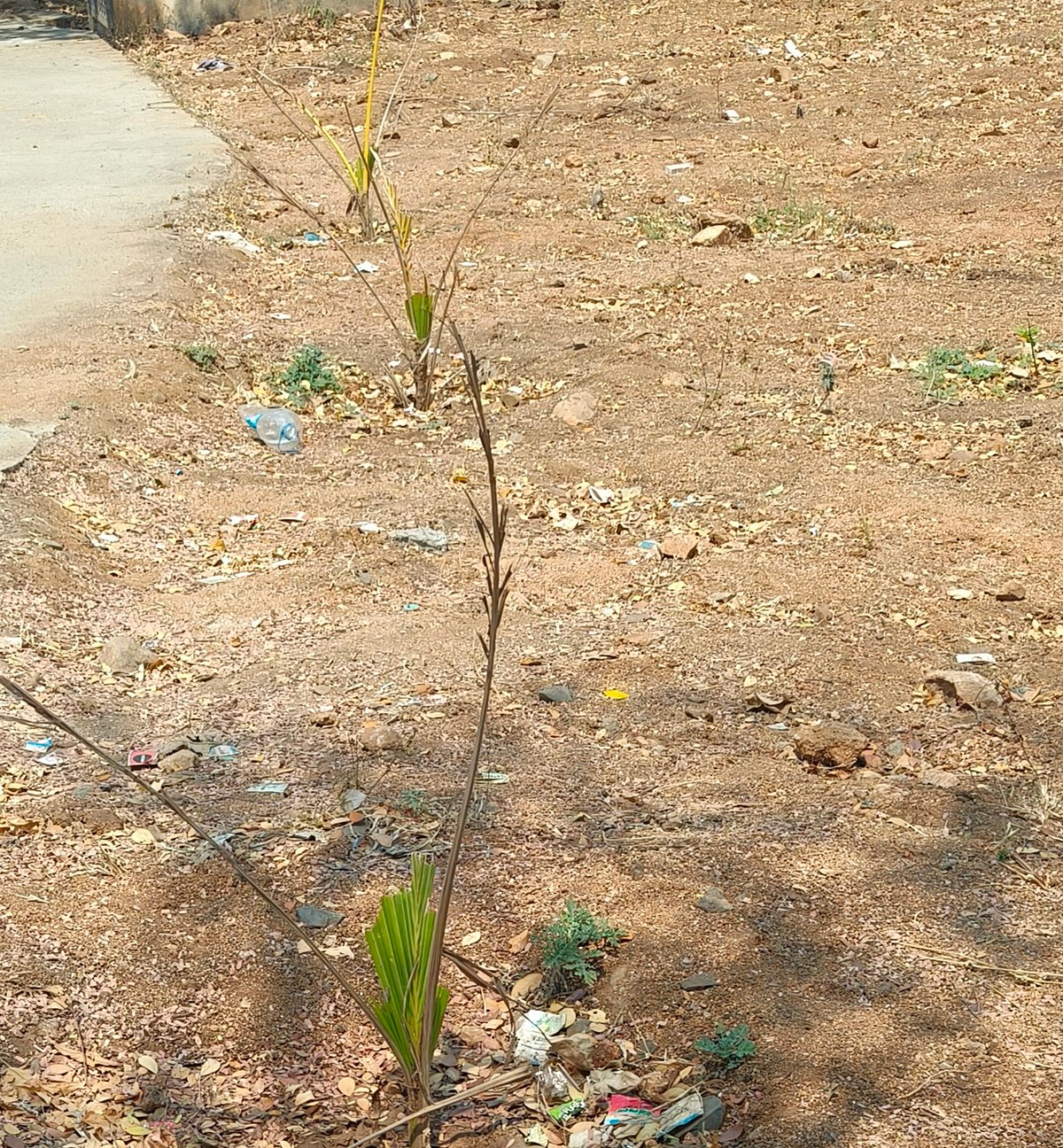 ಹಟ್ಟಿ ಚಿನ್ನದ ಗಣಿ: ನೀರಿಲ್ಲದೆ ಒಣಗುತ್ತಿರುವ ತೆಂಗಿನ ಸಸಿಗಳು