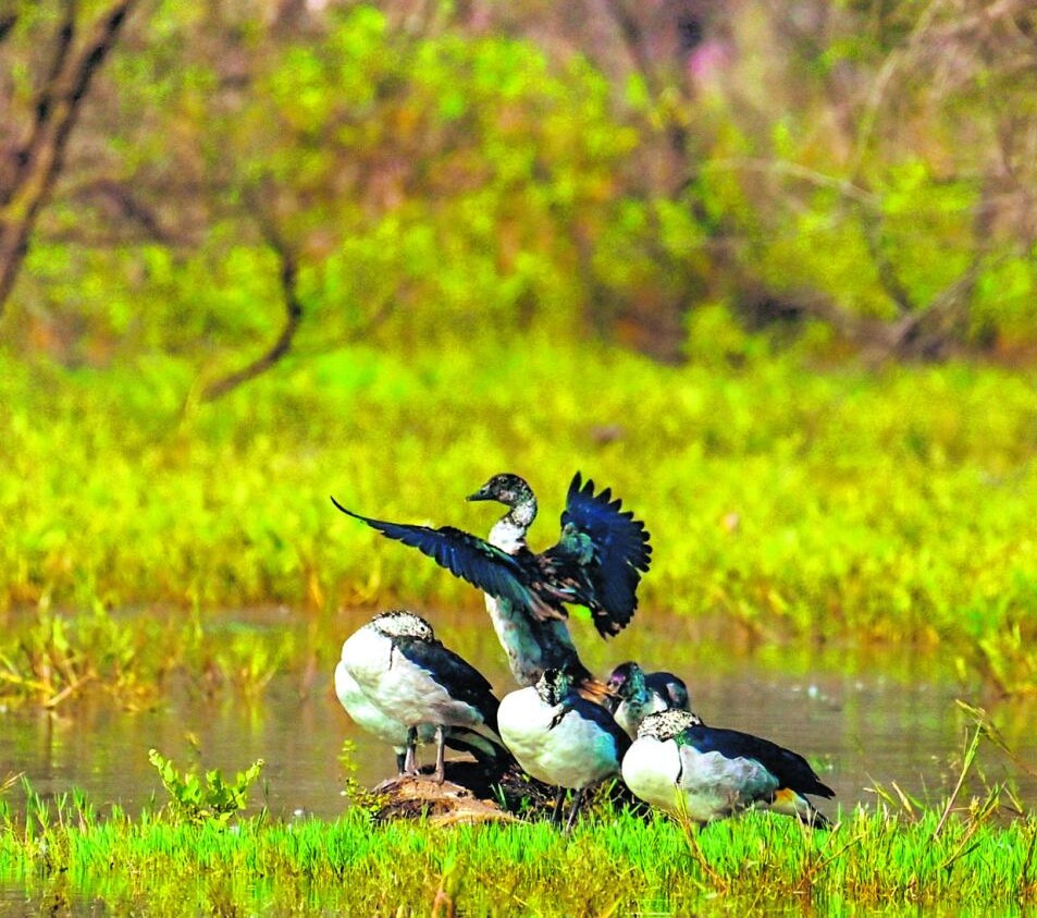 ಅಂಕಸಮುದ್ರ ಕೆರೆಯಲ್ಲಿ ಕೋಂಬ್ ಡಕ್