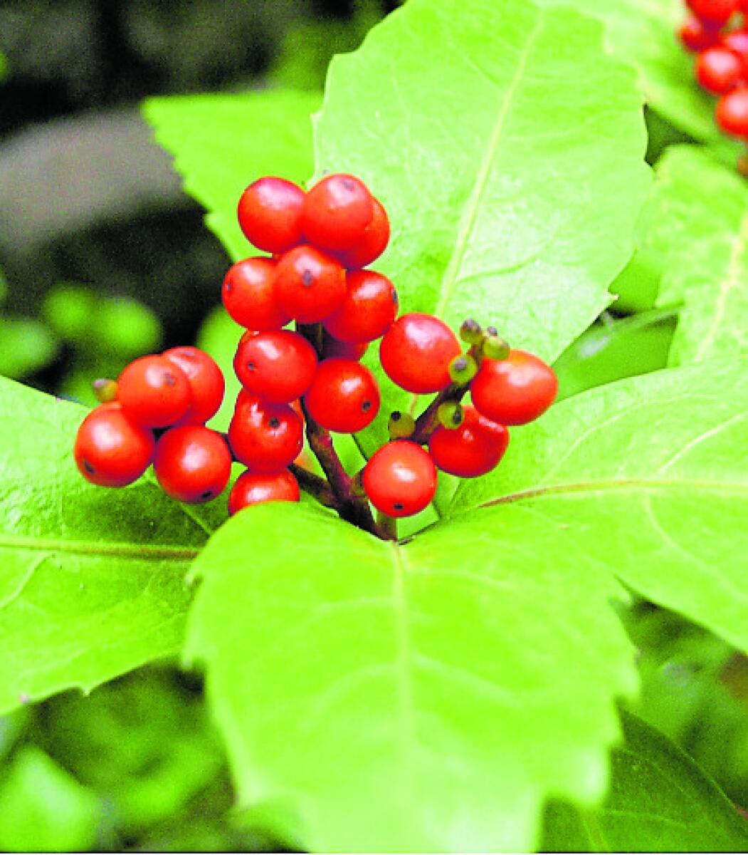 ಸರ್ಕಾಂಡ್ರ ಪ್ರಭೇದದ ಸಸ್ಯ