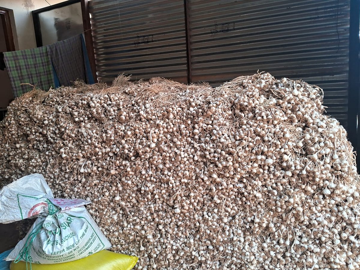 ಕುಂದಗೋಳ | ಬೆಳ್ಳುಳ್ಳಿ ದರ ಕುಸಿತ; ರೈತ ಕಂಗಾಲು