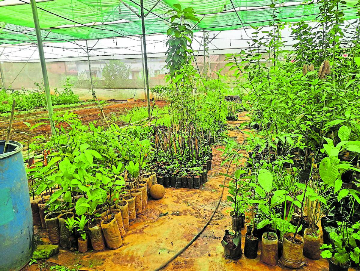 ಬಿಎಲ್‌ಆರ್‌ಎಫ್‌ ಸಂಶೋಧನಾ ಕೇಂದ್ರದಲ್ಲಿ ಅಮೂಲ್ಯ ಸಸ್ಯಪ್ರಭೇದಗಳ ಸಂರಕ್ಷಣೆ