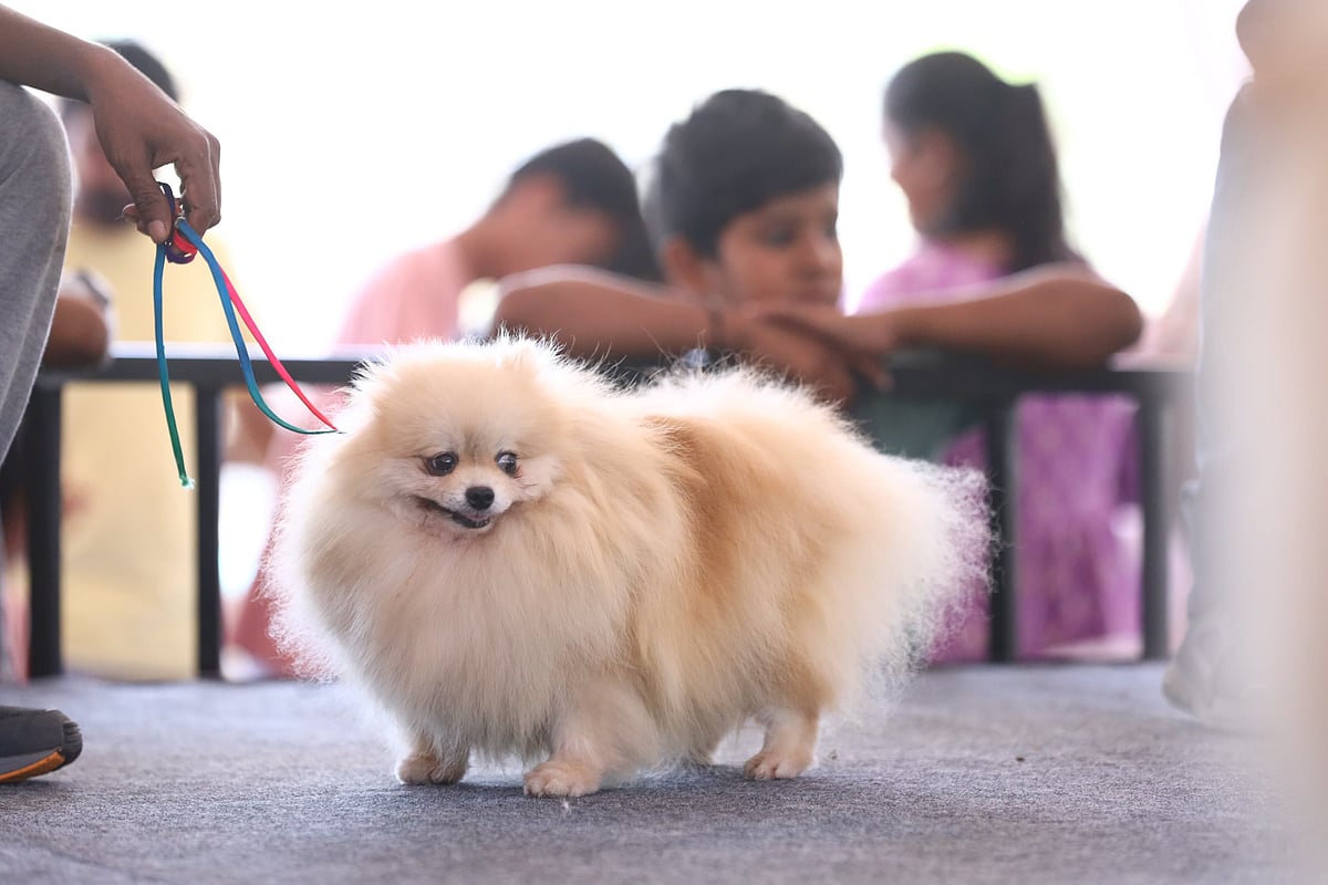 Hampi Utsav 2025 | ಹಂಪಿ ಉತ್ಸವದಲ್ಲಿ ಆಕರ್ಷಕ ಶ್ವಾನ ಪ್ರದರ್ಶನ