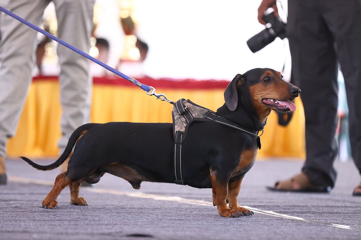 ಹಂಪಿ ಉತ್ಸವ: ಜನಮನ ಗೆದ್ದ ಶ್ವಾನ ಪ್ರದರ್ಶನ