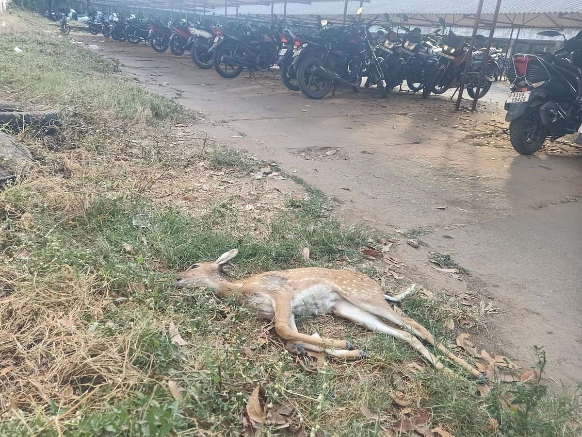 ಬೀದಿನಾಯಿಗಳಿಗೆ ಬಲಿಯಾದ ಜಿಂಕೆ