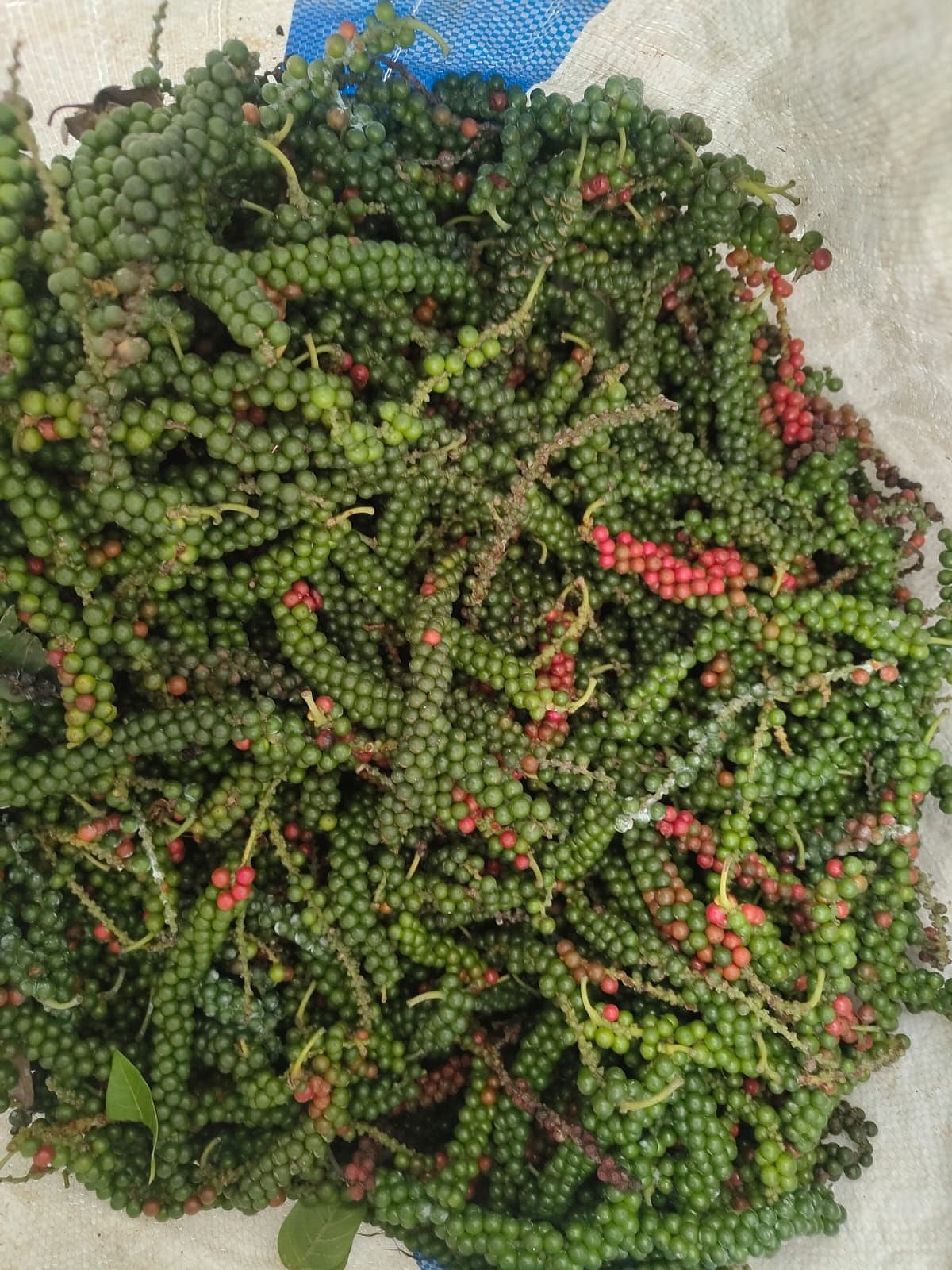 ಕಾಳುಮೆಣಸಿನ ಇಳುವರಿ ಕುಸಿತ! ಬೆಲೆ ಏರಿಕೆಯ ನಿರೀಕ್ಷೆಯಲ್ಲಿ ಬೆಳೆಗಾರರು