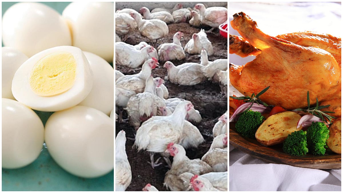 ಆಳ–ಅಗಲ: ಹಕ್ಕಿ ಜ್ವರದ ಬಗ್ಗೆ ಆತಂಕ ಬೇಡ– ಮಾಂಸ, ಮೊಟ್ಟೆ ತಿಂದರೆ ಸೋಂಕು ತಗಲದು