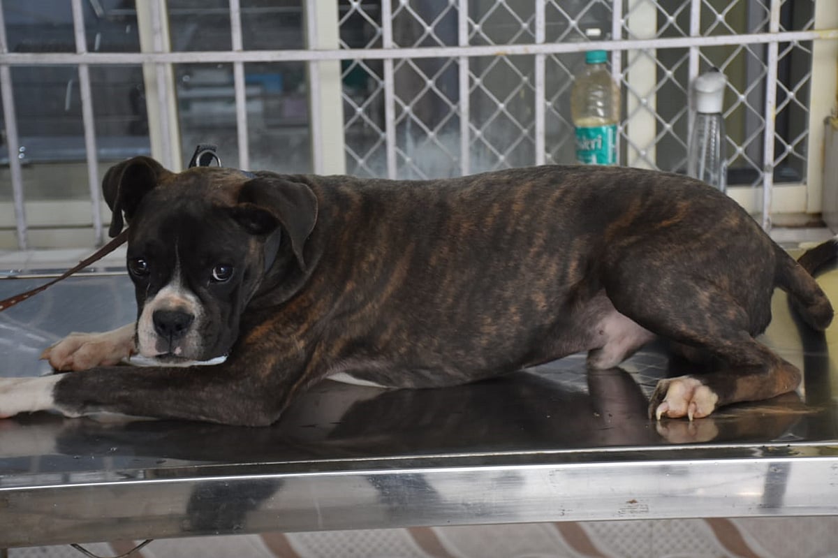 ಮಡಿಕೇರಿ | ಉಷ್ಣಾಂಶ ಏರಿಕೆ: ಬಸವಳಿದ ಶ್ವಾನಗಳು
