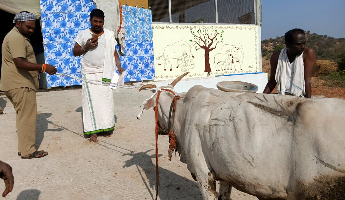 ಕಂಪ್ಲಿ ಪುರಸಭೆ: ಬಿಡಾಡಿ ದನ ಗೋಶಾಲೆಗೆ ರವಾನೆ