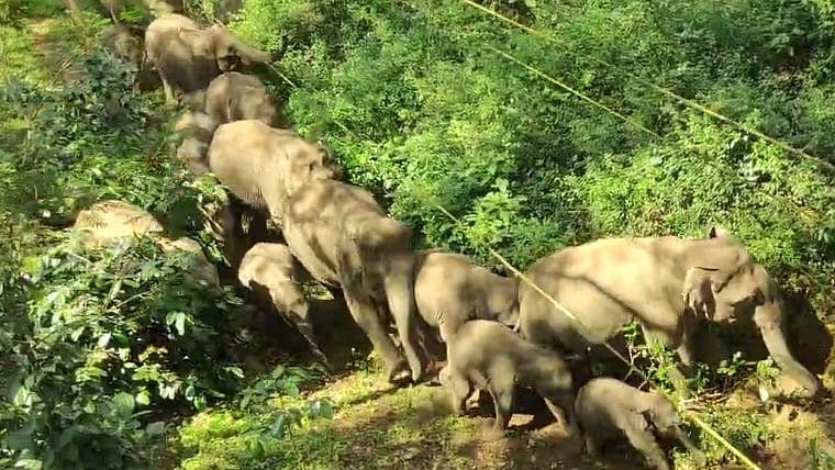 Karnataka Budget: ಮಾನವ-ಆನೆ ಸಂಘರ್ಷ ತಡೆಗೆ ಕ್ರಮ; 203 ಲಕ್ಷ ಸಸಿಗಳ ಕವಚ