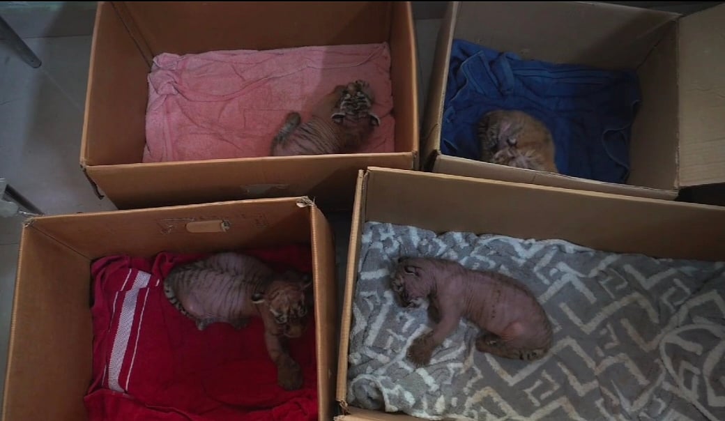 ಬನ್ನೇರುಘಟ್ಟ ಜೈವಿಕ ಉದ್ಯಾನದಲ್ಲಿ ಆರು ಹುಲಿ ಮರಿ ಜನನ!