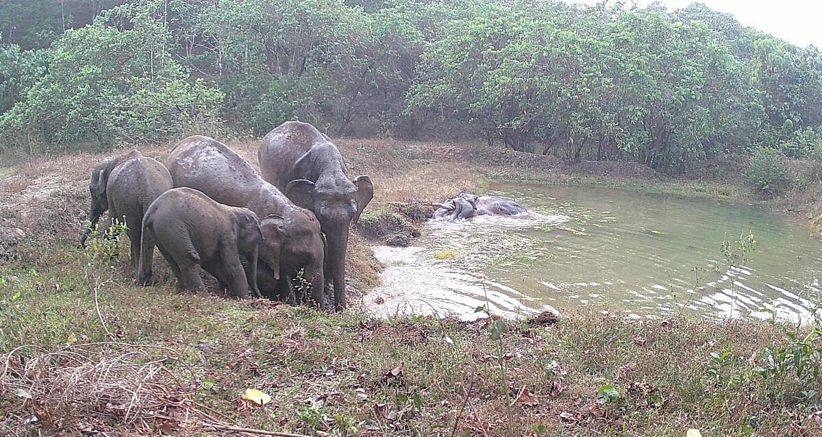 ಕಾಡುಪ್ರಾಣಿಗಳಿಗೂ ಧಗೆ..! ರಕ್ಷಿತಾರಣ್ಯಗಳಲ್ಲಿ ಹೊಸ ಕೆರೆ, ನೀರಿನ ಹೊಂಡ ನಿರ್ಮಾಣ