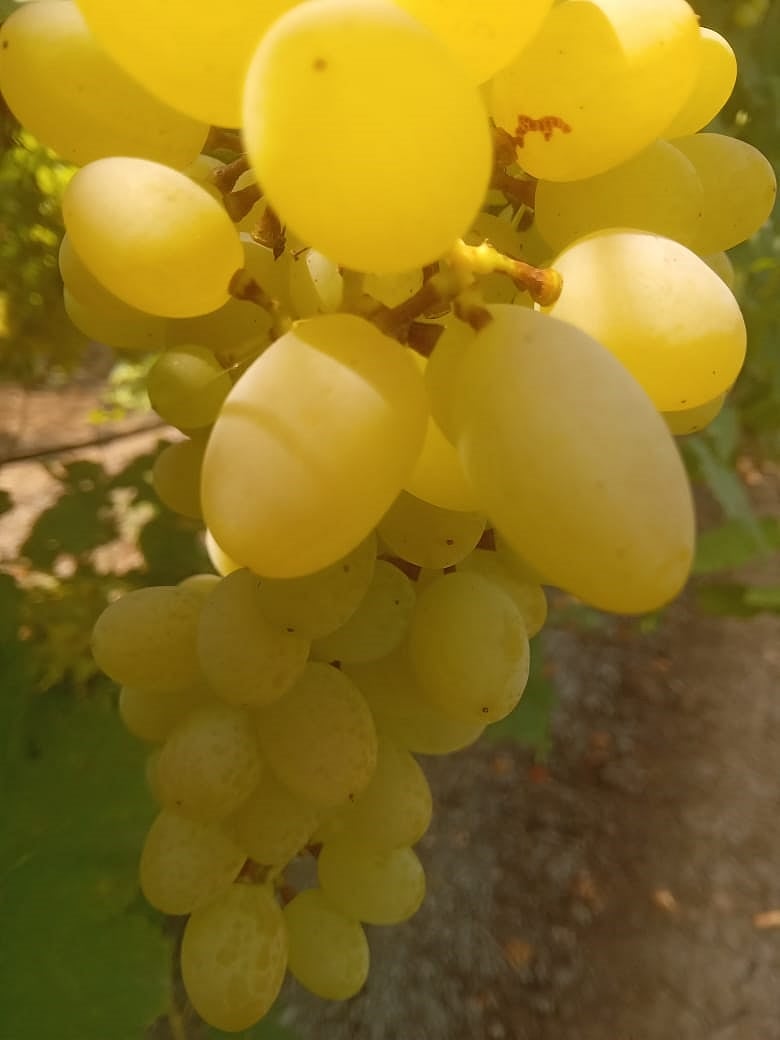 ಬಂಪರ್‌ ಬೆಲೆ: ದ್ರಾಕ್ಷಿ ಬೆಳೆಗಾರರಿಗೆ ಸಿಹಿ ಸುಗ್ಗಿ 