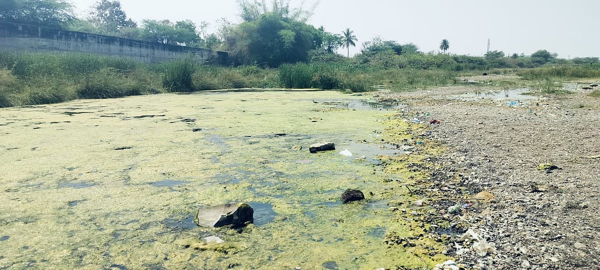 ಚಿಂಚೋಳಿ: ಒಣಗಿದ ಮುಲ್ಲಾಮಾರಿ; ಪಾಚಿಗಟ್ಟಿದ ನೀರು 