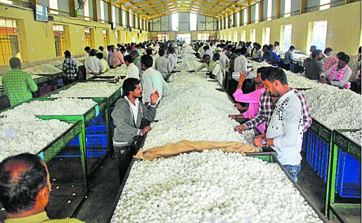 ರಾಮನಗರ: ರೇಷ್ಮೆಗೂಡು ಧಾರಣೆ ಹೆಚ್ಚಳ