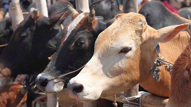 ಕದ್ರಿ: ಗೋಮಾಂಸ ಸಾಗಿಸುತ್ತಿದ್ದ ಗೂಡ್ಸ್ ರಿಕ್ಷಾ ವಶ