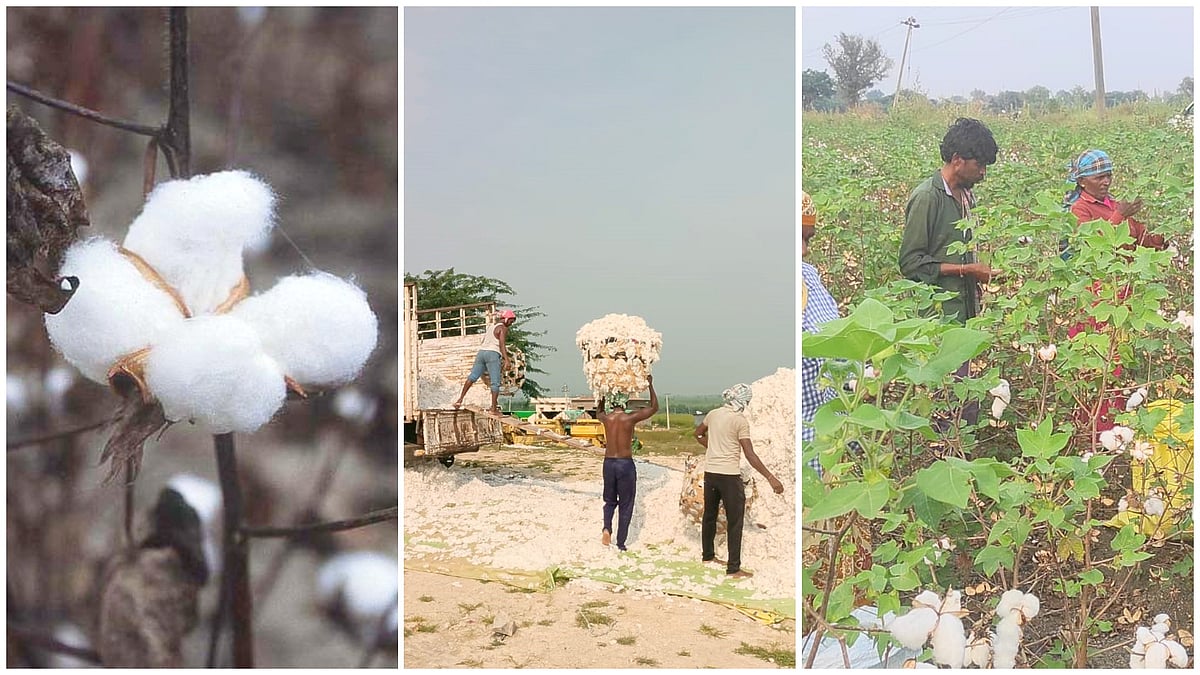 ಭಾರತದಲ್ಲಿ ಹತ್ತಿ ಉತ್ಪಾದನೆ ಗಮನಾರ್ಹ ಇಳಿಕೆ! ಆಮದು ದ್ವಿಗುಣ– ಕಾರಣ ಏನು?
