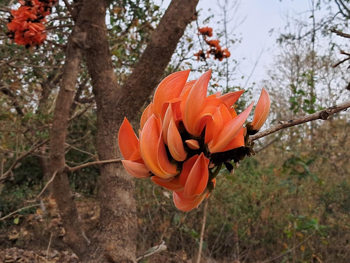 ಮುತ್ತುಗದ ಹೂ