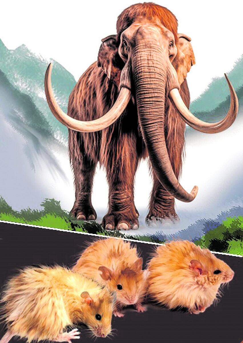 ವಿಜ್ಞಾನ ವಿಶೇಷ: ಹಿಮಗಜಗಳ ಮರುಸೃಷ್ಟಿಯ ಹೊಸಜಗಳ