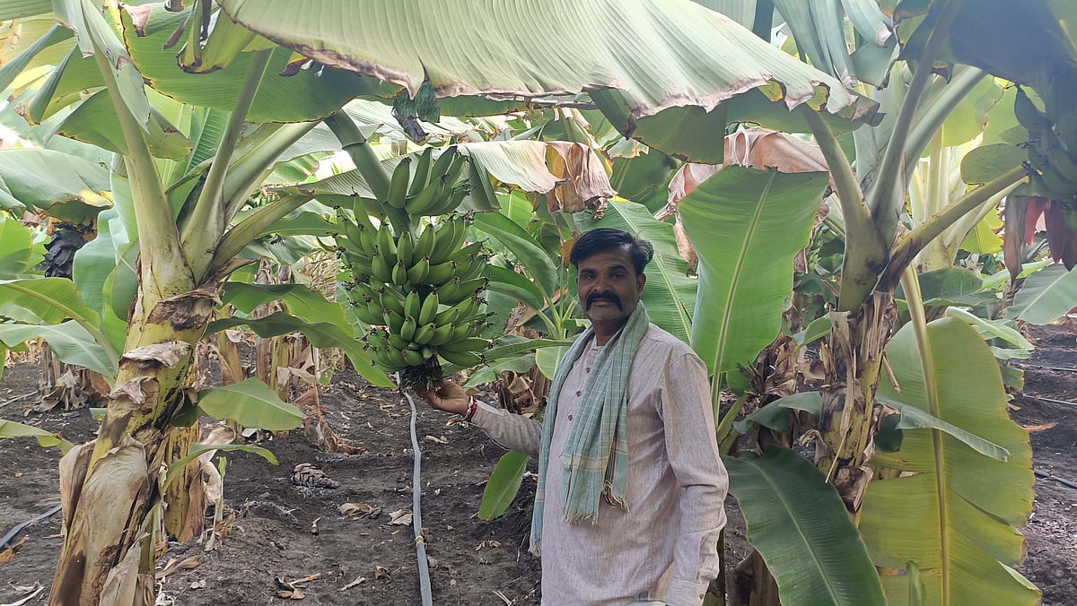 ಕೂಡಲಸಂಗಮ | ವ್ಯವಸ್ಥಿತ ಕೃಷಿ: ಉತ್ತಮ ಆದಾಯ