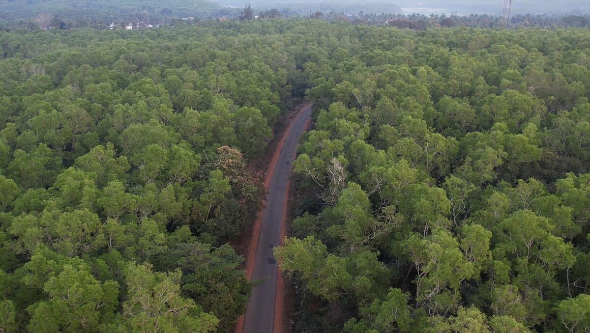 ಅರಣ್ಯ ಒತ್ತುವರಿ: ತಾಳೆಯಾಗದ ಇಲಾಖೆಯ ಮಾಹಿತಿ