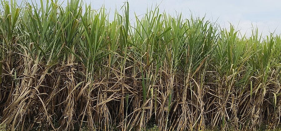 ರಾಜ್ಯದ ಕಬ್ಬು ಬೆಳೆಗಾರರಿಗೆ ₹3,365 ಕೋಟಿ ಬಾಕಿ: ಸಚಿವ