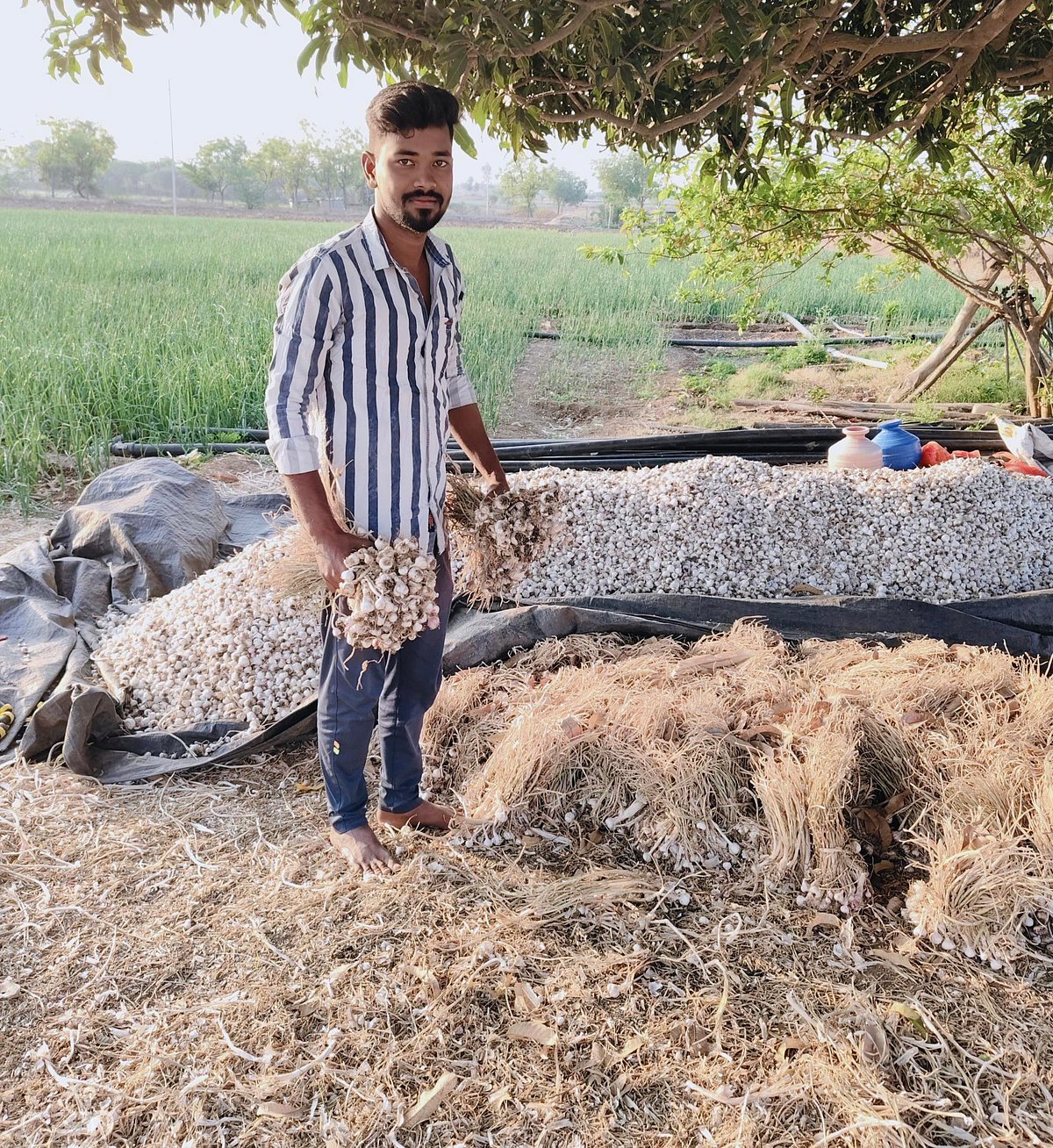 ಲಾಭ ತಂದ ಬೆಳ್ಳುಳ್ಳಿ ಕೃಷಿ: 2.5 ಎಕರೆಯಲ್ಲಿ ಮೂರು ಬೆಳೆ ಬೆಳೆಯುವ ರೈತ