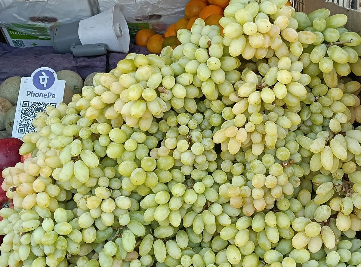 ಕಡೂರು: ದ್ರಾಕ್ಷಿಹಣ್ಣಿಗೆ ಹೆಚ್ಚಿದ ಬೇಡಿಕೆ 