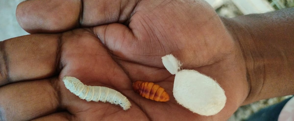 ಕಾಫಿ ನಾಡಿನಲ್ಲಿ ರೇಷ್ಮೆ ಬೆಳೆದು ಯಶಸ್ವಿಯಾದ ರೈತ