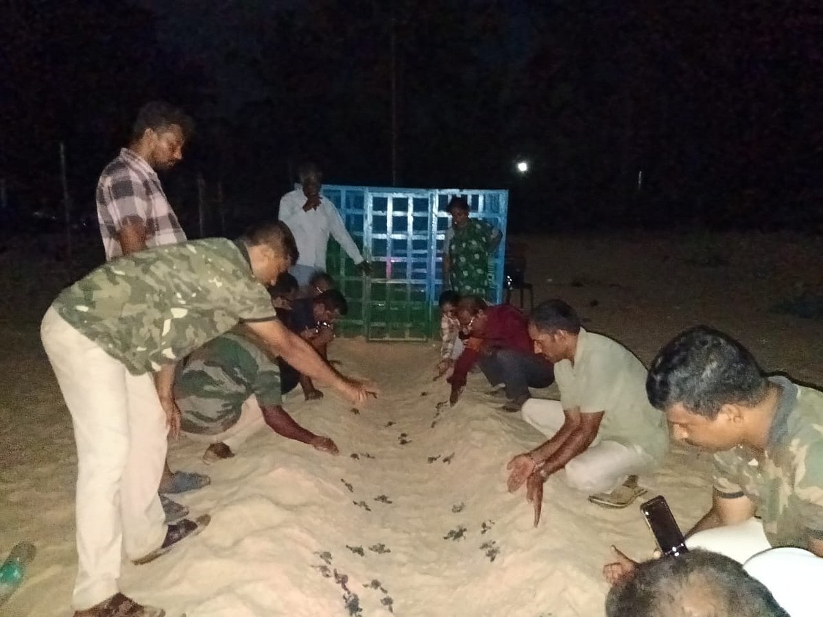 ಉಡುಪಿ: ಸಮುದ್ರ ಸೇರಿದ ಕಡಲಾಮೆ ಮರಿಗಳು