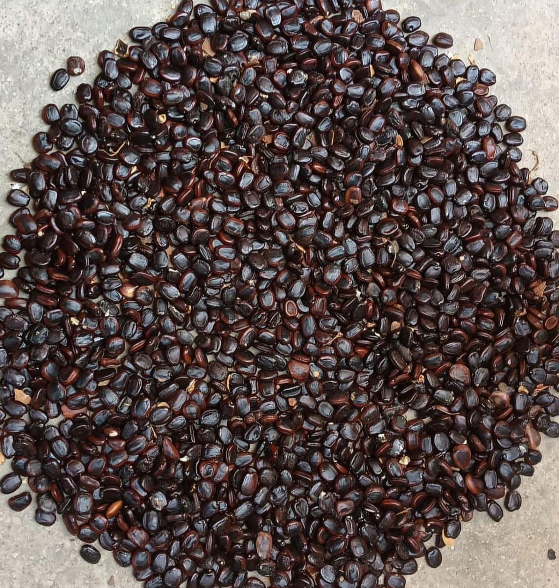 ತುಮಕೂರು: ಹುಣಸೆ ಬೀಜಕ್ಕೂ ಬೆಲೆ ಬಂತು