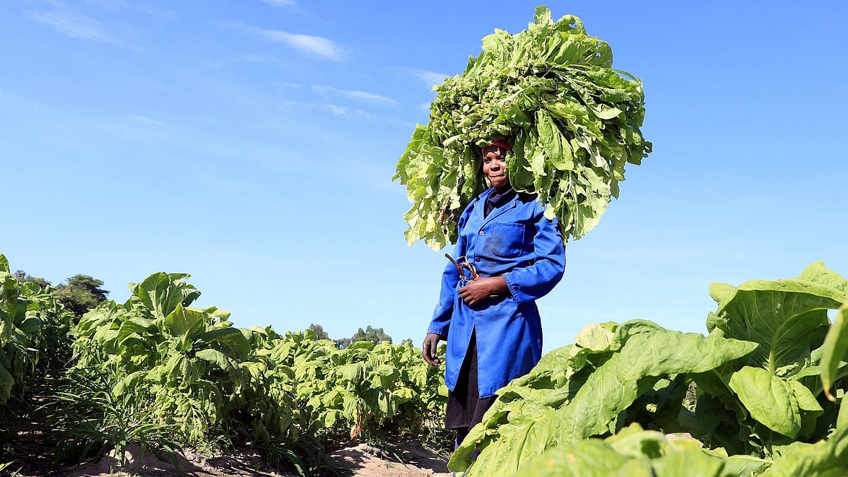 EXPLAINER: ಕ್ಯಾನ್ಸರ್‌ಕಾರಕ ಎಂಬ ಕರಾಳ ಮುಖದ ತಂಬಾಕಿನ ಅಪರಿಮಿತ ಔಷಧೀಯ ಗುಣ