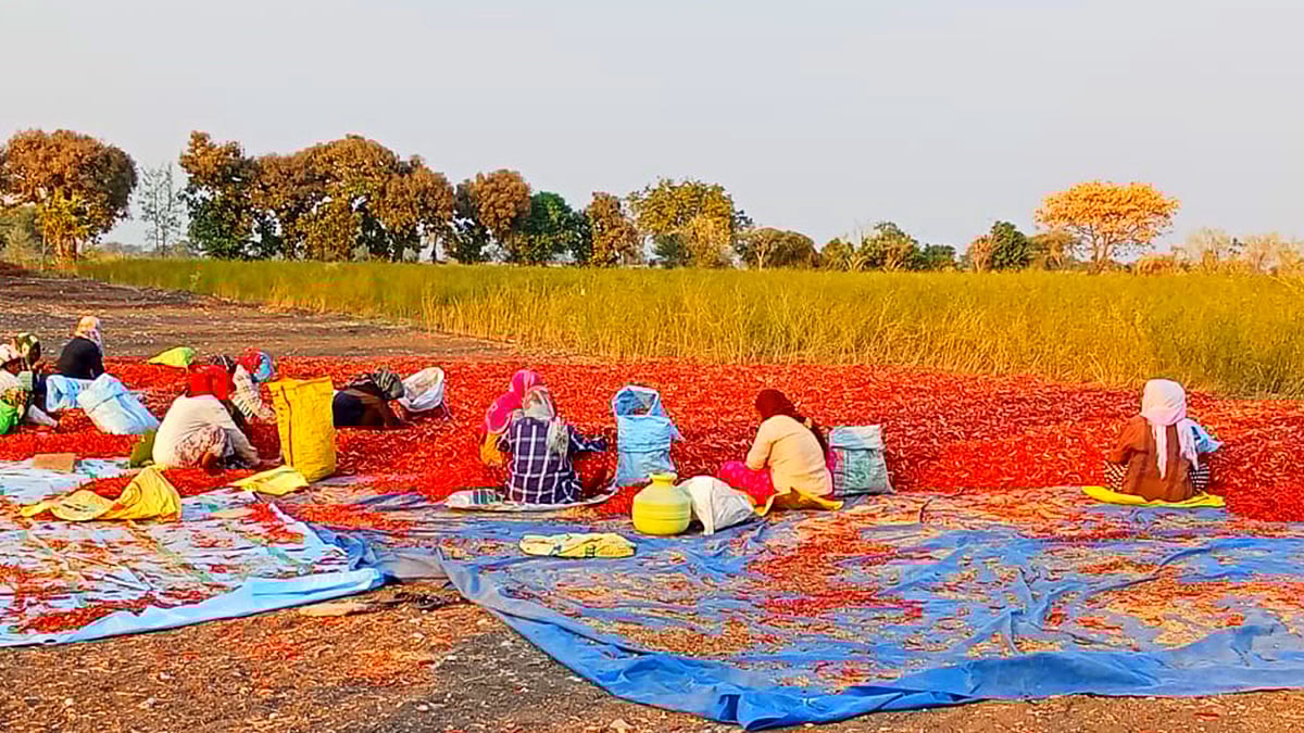 ತಗ್ಗಿದ ಮೆಣಸಿನಕಾಯಿ ದರ: ಕೃಷ್ಣಾ ಅಚ್ಚುಕಟ್ಟು ಪ್ರದೇಶದ ಬೆಳೆಗಾರರಿಗೆ ಸಂಕಷ್ಟ