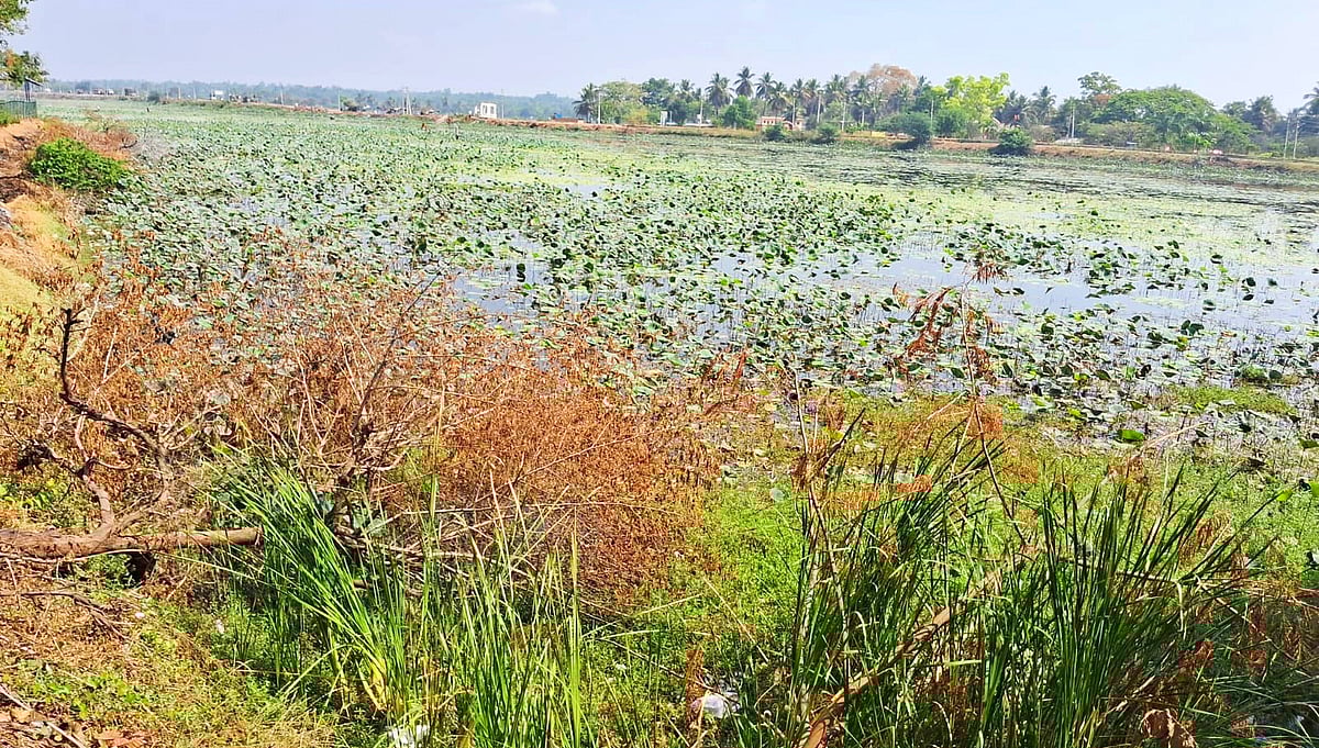 ದುರಸ್ತಿ ಕಾಣದ ಮಳವಳ್ಳಿ ದೊಡ್ಡಕೆರೆ: ನೀರು ಸಂಗ್ರಹ ಕುಸಿತ