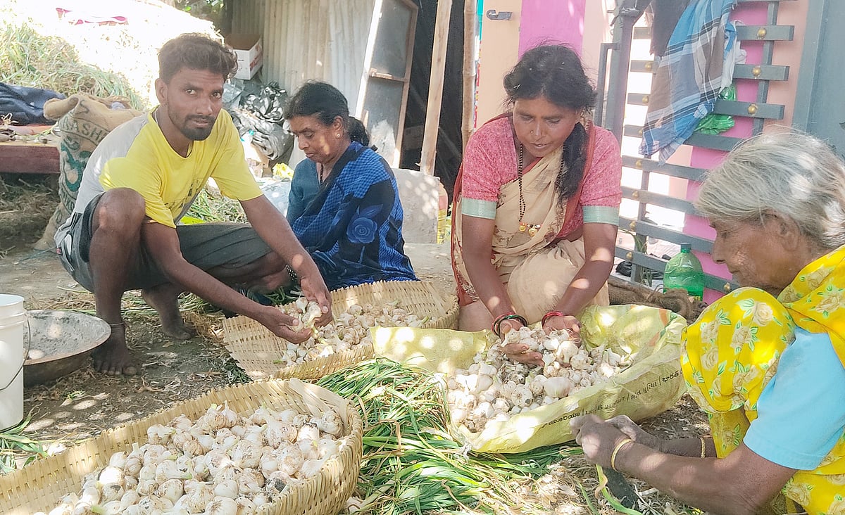 ಯಳಂದೂರು | ಬೆಳ್ಳುಳ್ಳಿ ಬೆಲೆ ಕುಸಿತ: ಬೆಳೆಗಾರರಿಗೆ ಸಂಕಷ್ಟ 