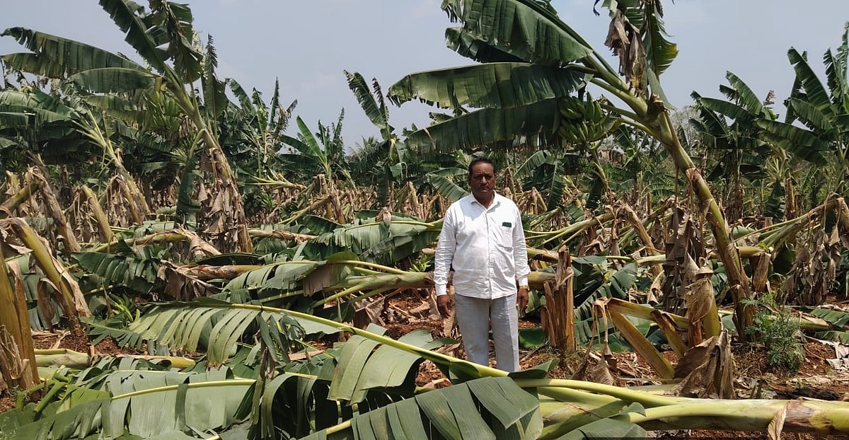 ಎಚ್.ಡಿ.ಕೋಟೆ: ಬಿರುಗಾಳಿಗೆ ನೆಲಕಚ್ಚಿದ ಬಾಳೆ 