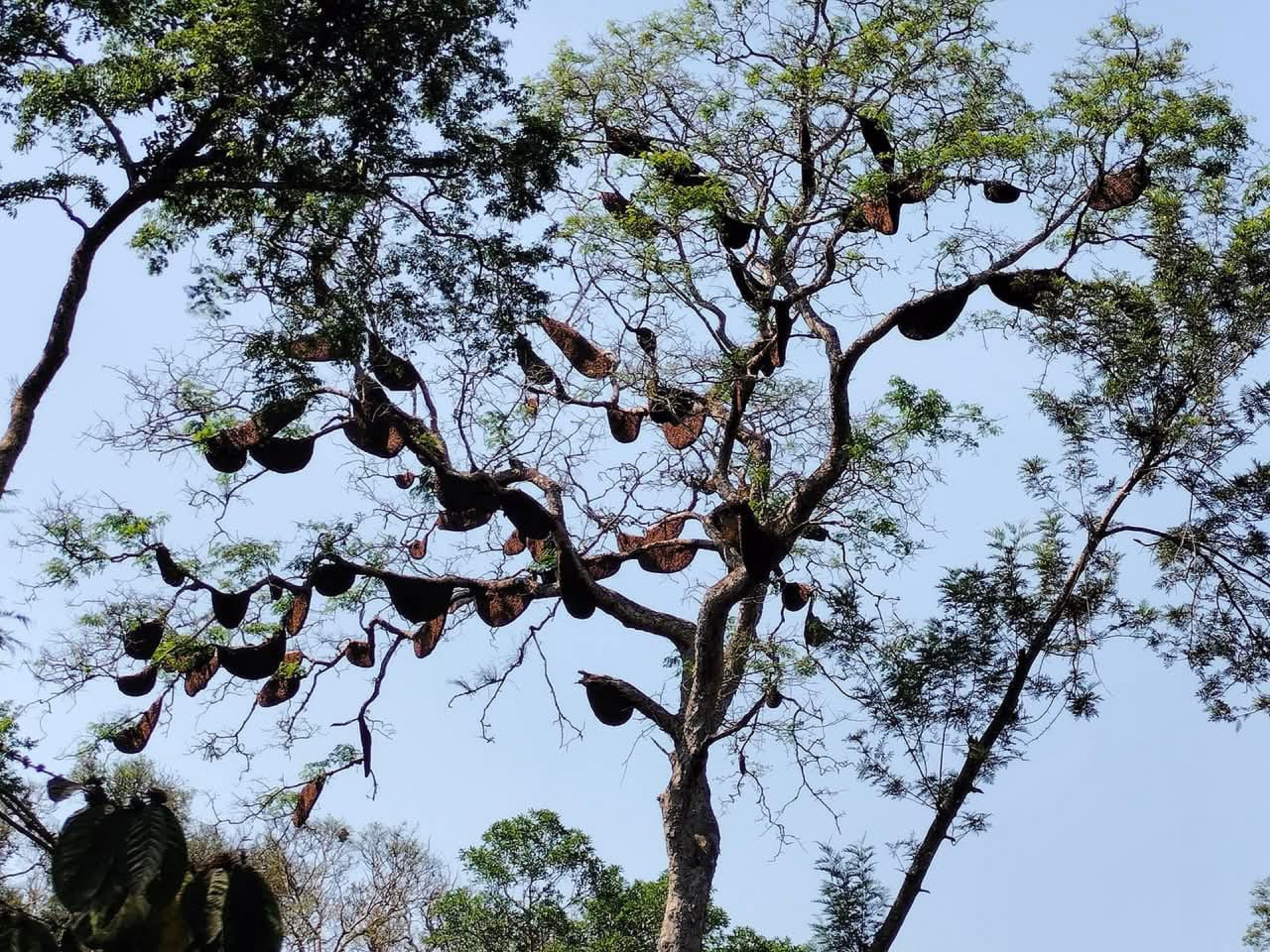 ವಿರಾಜಪೇಟೆ ತಾಲ್ಲೂಕಿನ ಬಾಡಗ ಬಾಣಂಗಾಲ ಗ್ರಾಮದ ತೋಟವೊಂದರ ಒಂದೇ ಮರದಲ್ಲಿ ಅನೇಕ ಜೇನುಗೂಡುಗಳಿರುವುದು ಈಚೆಗೆ ಕಂಡು ಬಂತು