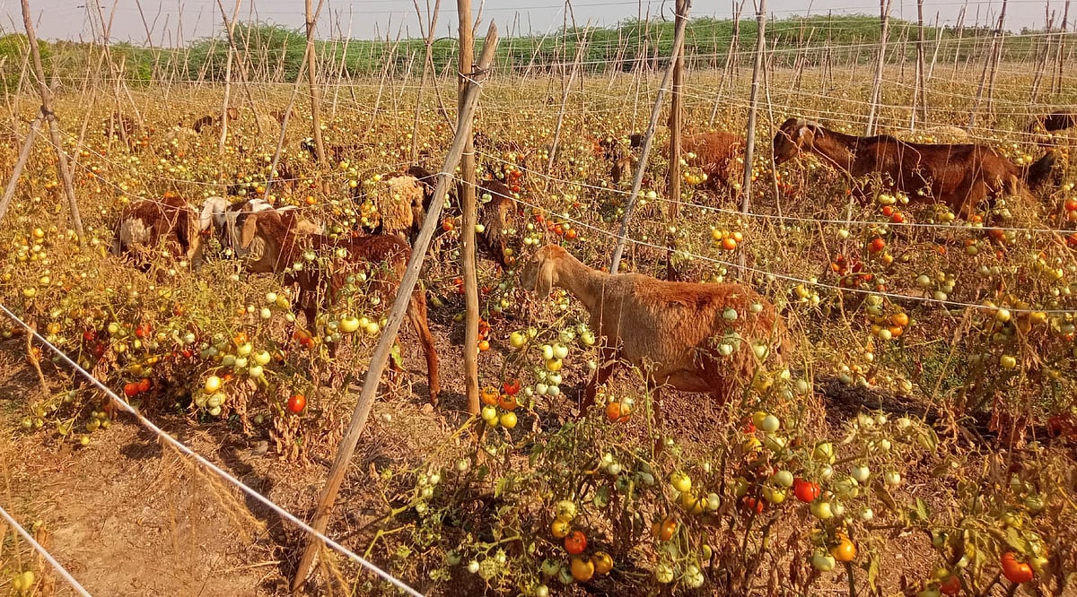 ಧರ್ಮಪುರ | ಬೆಲೆ ಕುಸಿತ: ಆಡು, ಕುರಿಗೆ ಮೇವಾದ ಟೊಮೆಟೊ!