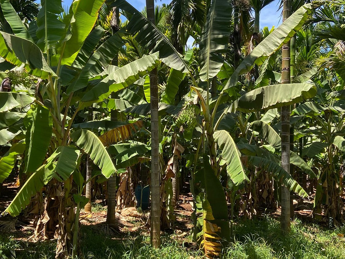 ಬಾಳೆ ಬೆಳೆದು ಬದುಕು ಹಸನು ಮಾಡಿಕೊಂಡ ರೈತ