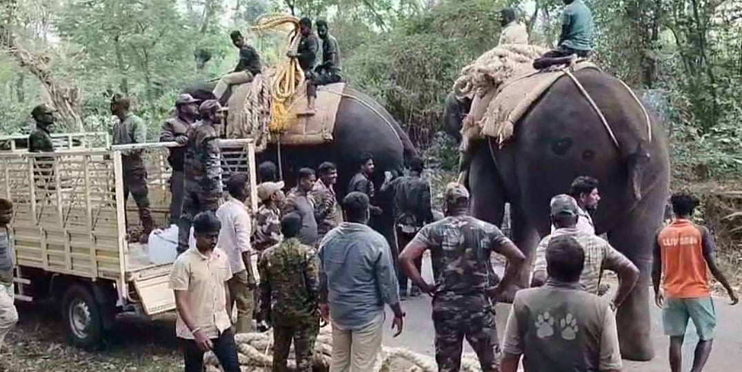 ಬೇಲೂರು | ಎರಡನೇ ದಿನವೂ ಅಪರೇಷನ್ ವಿಕ್ರಾಂತ್ ವಿಫಲ: ಕಾಡಾನೆ ಸೆರೆಗೆ ಹರಸಾಹಸ