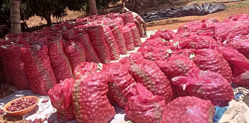 ಚಿತ್ರದುರ್ಗ | ಉತ್ಕೃಷ್ಟ ಈರುಳ್ಳಿ ಗಡ್ಡೆಗೂ ಬೆಲೆ ಇಲ್ಲ:  ರೈತರು ಕಂಗಾಲು