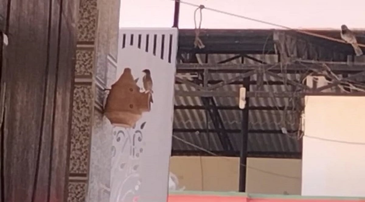 ವಿಶ್ವ ಗುಬ್ಬಚ್ಚಿ ದಿನ | ಗುಬ್ಬಿಗೊಂದಿಷ್ಟು ಜಾಗ ಕೊಡಿ...