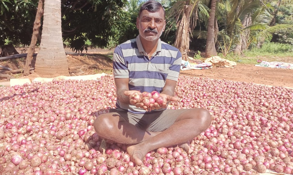 ಪ್ರಗತಿಪರ ರೈತ ಆರ್.ಎ.ದಯಾನಂದಮೂರ್ತಿ ಬೆಳೆದ ಈರುಳ್ಳಿ ಬೆಳೆ