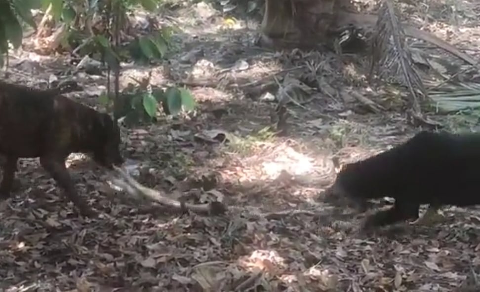 ಕಾಳಿಂಗ ಸರ್ಪದೊಂದಿಗೆ ಕಾದಾಡಿ ಪ್ರಾಣಬಿಟ್ಟ ಶ್ವಾನ