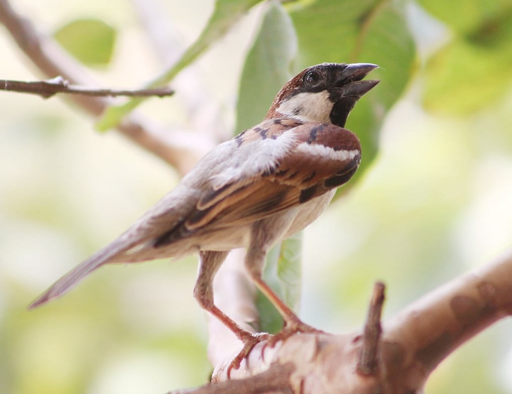 World Sparrow Day: ಅಪರೂಪವಾಗಿದೆ ಚಿಂವ್… ಚಿಂವ್…