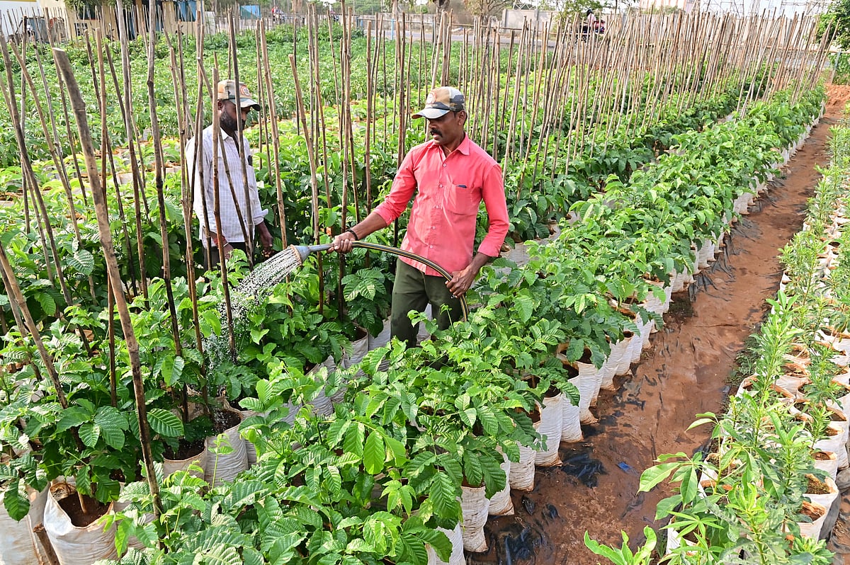 ವಿಶ್ವ ಅರಣ್ಯ ದಿನ | ಹಸಿರು ದೇಶದ ಉಸಿರು.. ಕಾಡು ನಾಡಿನ ಸಂಪತ್ತು...