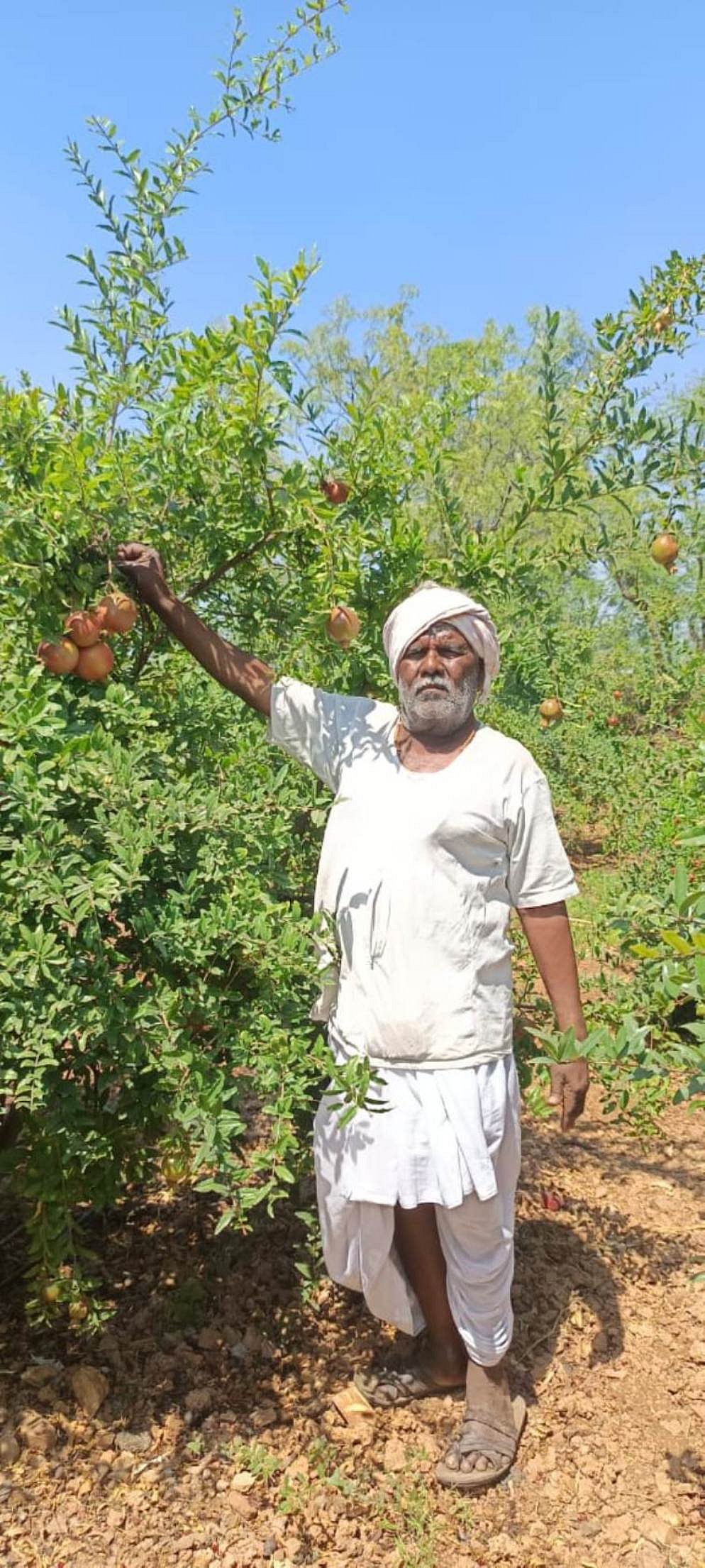 ಲೋಕಾಪುರ: ಹಣ್ಣು, ತರಕಾರಿ ಬೆಳೆದು ಮಾದರಿಯಾದ ರೈತ