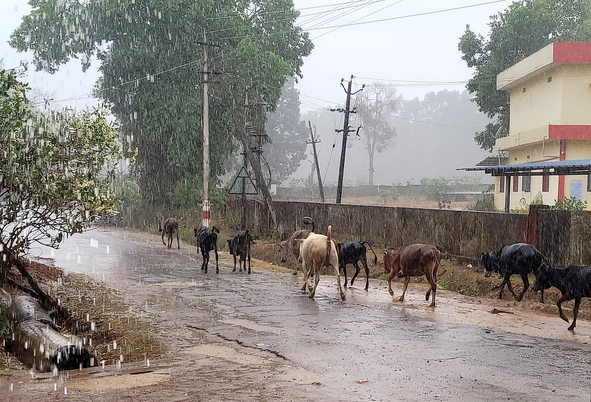 ರಿಪ್ಪನ್‌ಪೇಟೆ: ಹರ್ಷ ತಂದ ವರ್ಷಧಾರೆ