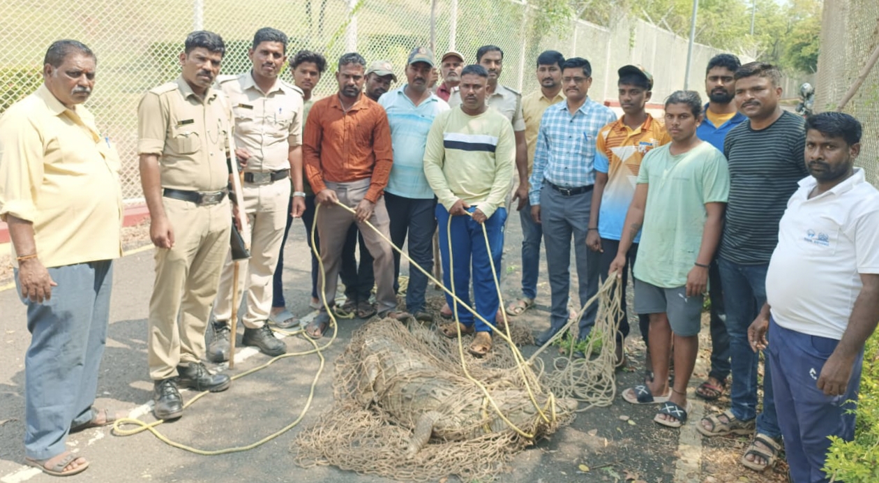 ಆಲಮಟ್ಟಿ ಜಲಾಶಯದ ಮುಂಭಾಗದ ಗ್ಯಾಲರಿ ಬಳಿ ಕಂಡು ಬಂದ 5 ಅಡಿ ಉದ್ದದ ಮೊಸಳೆಯನ್ನು ಪ್ರಾದೇಶಿಕ ಅರಣ್ಯ ಇಲಾಖೆಯ ಸಿಬ್ಬಂದಿ ಶುಕ್ರವಾರ ಕೃಷ್ಣಾ ನದಿಗೆ ಬಿಟ್ಟರು