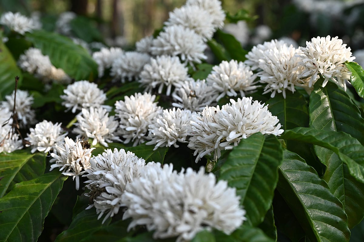 ಚಿಕ್ಕಮಗಳೂರು: ಮಲೆನಾಡಿನಲ್ಲಿ ಮಳೆ ತಂದ ಸಂಭ್ರಮ